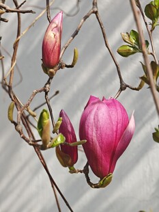 玉兰花绽放枝头