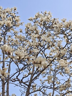 盛开的玉兰花树