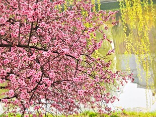 春日繁花绽放的烂漫景致