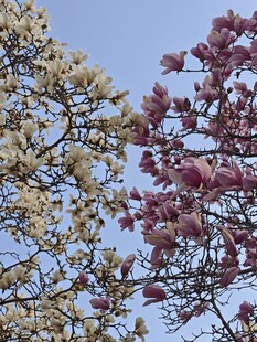 春日绽放的双色玉兰花