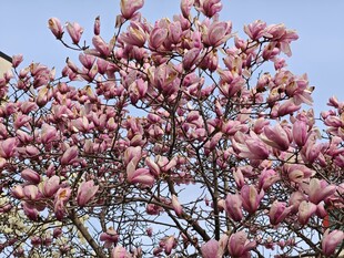 盛开的粉色玉兰花树