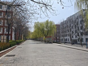 春日宁静的街道景象