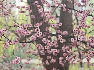 繁花满枝的烂漫桃树