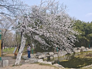 春日河畔盛开的烂漫繁花