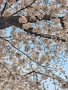 春日烂漫樱花枝头绽放