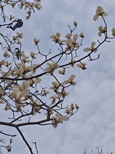 玉兰花枝绽放在天空下