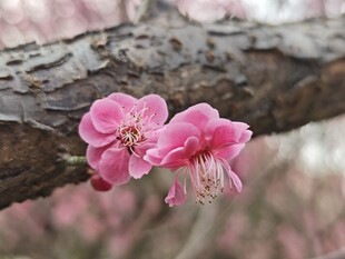 枝头绽放的娇艳粉色梅花