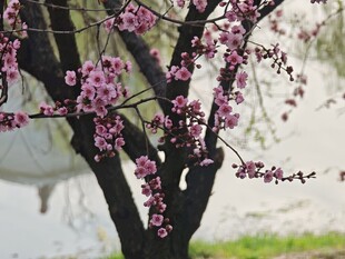 雨中绽放的粉嫩花枝