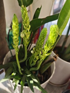 室内绿植生机勃勃的景象