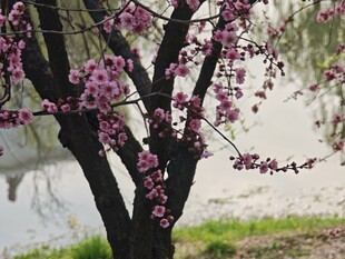 枝头绽放的粉嫩花朵