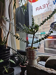 窗边绿植盆栽  清新小景