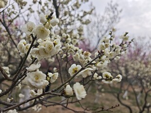 枝头绽放的洁白花朵