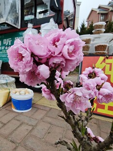 街头绽放的粉嫩桃花