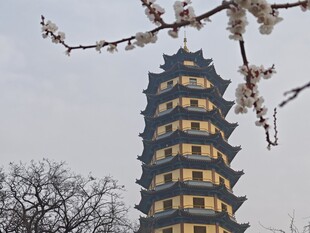 古塔旁绽放的烂漫花枝