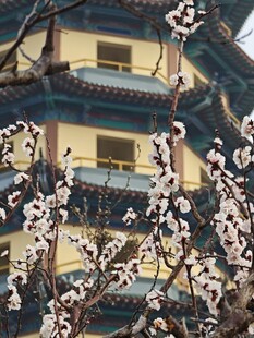 古楼前繁花盛开