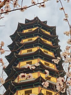 古塔绽放春花美景