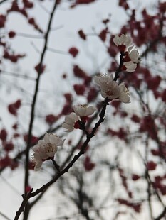 枝头白花与红果相映成趣