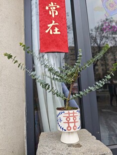 中式花瓶中的绿植