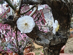 枝头绽放的素雅白梅花