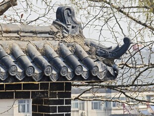 中式屋顶上的鸽子