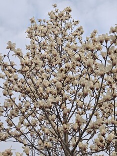 盛开的白玉兰树