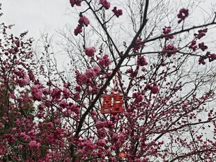 枝头绽放的艳丽红花朵