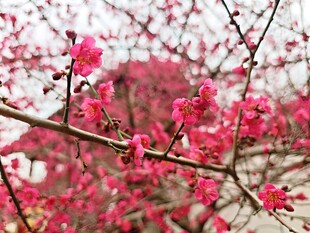 盛开的粉色梅花枝头