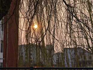 夕阳下柳丝低垂景色