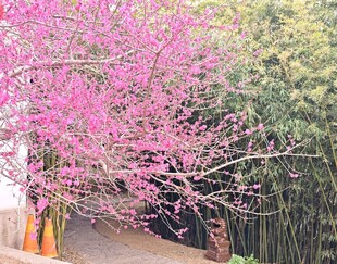 粉色繁花小道 春意盎然