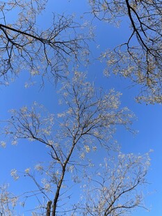 蓝天映衬下的光秃树枝