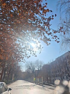 冬日暖阳下的林荫街道