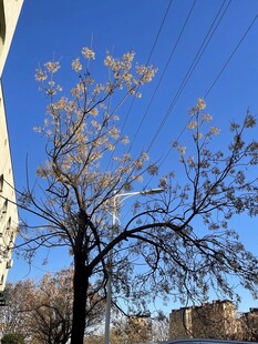 冬日枯树与背景建筑