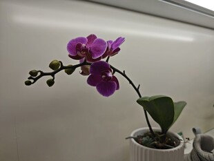 紫色蝴蝶兰盆栽特写