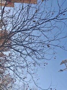 仰视光秃树枝与蓝天