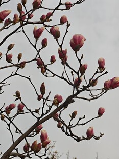 枝头绽放的粉嫩玉兰花