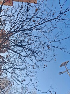 仰观蓝天枯枝与风筝