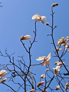 枝头绽放的玉兰花