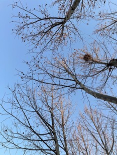 蓝天枯枝上的鸟巢