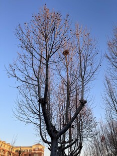 冬日光秃树木与蓝天景象