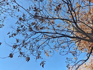 蓝天映衬下的光秃树枝