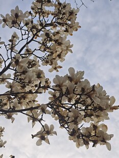 玉兰花枝展   蓝天映芳华