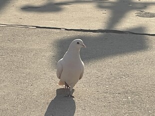 路上独行的白鸽
