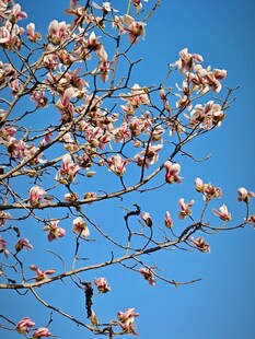 蓝天映衬下的繁花满枝