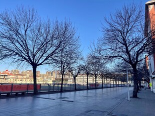 冬日街道雪景与光秃树木