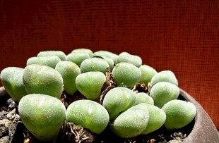 圆润可爱的多肉植物盆栽