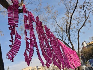 粉色纸条挂树枝