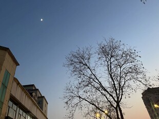 黄昏下光秃树木与建筑物