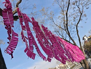 粉色祈福条悬挂于树枝间