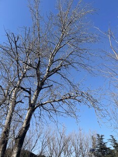 冬日光秃树木的萧瑟景象