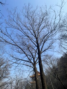 冬日枯树蓝天景致